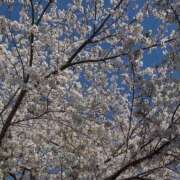 ヒメ日記 2026/04/07 12:05 投稿 ななせ ビデオDEはんど 名古屋校