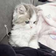 ヒメ日記 2025/12/08 23:04 投稿 ねね コンカフェ×オナクラ あいこねくと