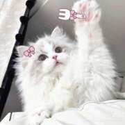 ヒメ日記 2026/01/21 23:29 投稿 ねね コンカフェ×オナクラ あいこねくと