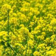 ヒメ日記 2026/01/20 14:27 投稿 寧々 出会い系人妻ネットワーク さいたま～大宮編