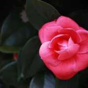 ヒメ日記 2026/02/17 18:19 投稿 寧々 出会い系人妻ネットワーク さいたま～大宮編