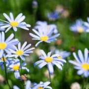 ヒメ日記 2025/05/22 14:50 投稿 寧々 出会い系人妻ネットワーク 春日部〜岩槻編