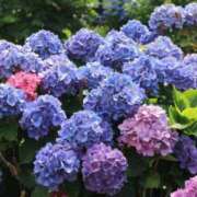 ヒメ日記 2025/06/24 09:20 投稿 寧々 出会い系人妻ネットワーク 春日部〜岩槻編