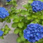 ヒメ日記 2025/07/01 17:56 投稿 寧々 出会い系人妻ネットワーク 春日部〜岩槻編