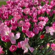 ヒメ日記 2025/07/14 23:42 投稿 寧々 出会い系人妻ネットワーク 春日部〜岩槻編