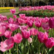 ヒメ日記 2025/07/16 10:49 投稿 寧々 出会い系人妻ネットワーク 春日部〜岩槻編