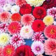 ヒメ日記 2026/01/16 12:37 投稿 寧々 出会い系人妻ネットワーク 春日部〜岩槻編