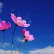 ヒメ日記 2026/01/28 12:50 投稿 寧々 出会い系人妻ネットワーク 春日部〜岩槻編