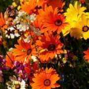 ヒメ日記 2026/01/31 07:30 投稿 寧々 出会い系人妻ネットワーク 春日部〜岩槻編