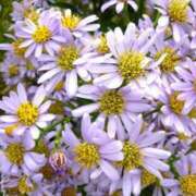 ヒメ日記 2026/02/03 11:22 投稿 寧々 出会い系人妻ネットワーク 春日部〜岩槻編