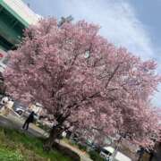 ヒメ日記 2026/04/04 14:03 投稿 鴛之りお ニューハーフヘルスLIBE横浜店