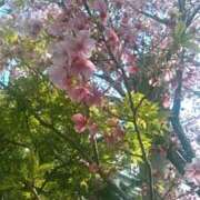 ヒメ日記 2025/04/03 14:05 投稿 てる しゅうかつ倶楽部