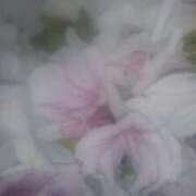 ヒメ日記 2025/05/18 22:26 投稿 てる しゅうかつ倶楽部