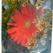 ヒメ日記 2025/10/10 10:21 投稿 てる しゅうかつ倶楽部