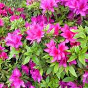 ヒメ日記 2025/04/27 07:48 投稿 なおみ しゅうかつ倶楽部