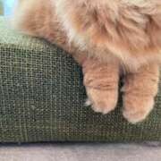 ヒメ日記 2026/02/16 20:54 投稿 カスミ秘書 秘書の品格 クラブアッシュ ヴァリエ