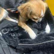 ヒメ日記 2025/02/11 03:15 投稿 てん お姉ちゃんゴメンね