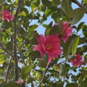 ヒメ日記 2025/04/13 02:00 投稿 いちか もしもし亀よ亀さんよ 名古屋店