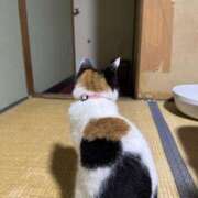 ヒメ日記 2025/04/14 20:35 投稿 いちか もしもし亀よ亀さんよ 名古屋店