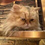 ヒメ日記 2025/03/09 03:48 投稿 なぎ 俺のKissリフレ