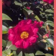 ヒメ日記 2025/12/30 17:04 投稿 まき キスMy