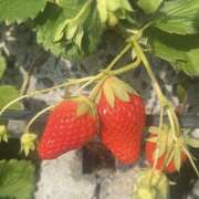 ヒメ日記 2026/01/20 16:15 投稿 まき 素人・人妻 SHIRAYURI（しらゆり）