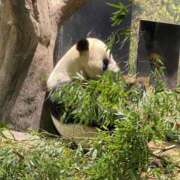 ヒメ日記 2026/01/15 20:23 投稿 みな 宇都宮ムンムン熟女妻