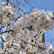 ヒメ日記 2025/04/02 11:52 投稿 西崎秋 五十路マダム　和歌山店