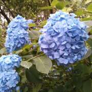 ヒメ日記 2025/06/15 07:34 投稿 西崎秋 五十路マダム　和歌山店