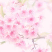 ヒメ日記 2026/03/25 08:04 投稿 西崎秋 五十路マダム　和歌山店