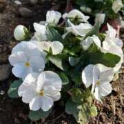 ヒメ日記 2025/11/29 16:25 投稿 もえ ナチュラルプリンセス