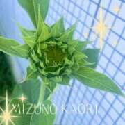 ヒメ日記 2025/07/31 12:20 投稿 水野香織(みずのかおり) 鶯谷ナンバーワン