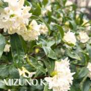 水野香織(みずのかおり) じんちょうげ 鶯谷ナンバーワン