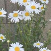 ヒメ日記 2025/01/25 22:25 投稿 りぜ スパーク日本橋