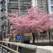 松島あかね 河津桜 色気あるワイフ