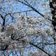 ヒメ日記 2026/03/29 00:37 投稿 るか ハッピーブリッジ