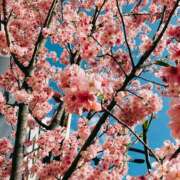 ヒメ日記 2025/03/20 08:30 投稿 はるな 奥鉄オクテツ神奈川店（デリヘル市場グループ）