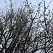 ヒメ日記 2025/02/17 21:01 投稿 桃井 みな TOKYO SPA COLLECTION