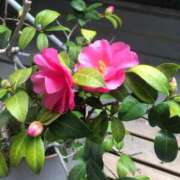 ヒメ日記 2026/03/30 14:15 投稿 あんな 丸妻 厚木店