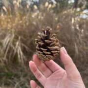 ヒメ日記 2024/12/21 23:00 投稿 みるく 金の玉クラブ池袋～密着睾丸マッサージ～