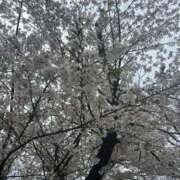 ヒメ日記 2025/04/07 16:26 投稿 みるく 金の玉クラブ池袋～密着睾丸マッサージ～