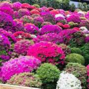 ヒメ日記 2025/04/29 11:05 投稿 神坂礼子(かみさかれいこ) Montrachet(モンラッシェ)