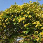 ヒメ日記 2025/04/30 21:25 投稿 神坂礼子(かみさかれいこ) Montrachet(モンラッシェ)