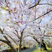 ヒメ日記 2026/04/05 15:05 投稿 神坂礼子(かみさかれいこ) Montrachet(モンラッシェ)