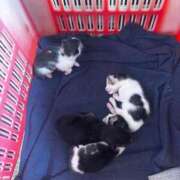 ヒメ日記 2026/04/12 10:45 投稿 神坂礼子(かみさかれいこ) Montrachet(モンラッシェ)