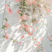 ヒメ日記 2026/04/25 16:55 投稿 神坂礼子(かみさかれいこ) Montrachet(モンラッシェ)