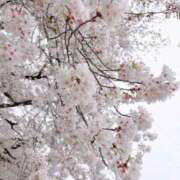 ヒメ日記 2026/04/07 14:21 投稿 りんの 奥様特急長岡店