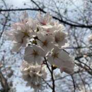 ヒメ日記 2025/03/29 14:11 投稿 井関 綾乃 人妻セレブ宮殿