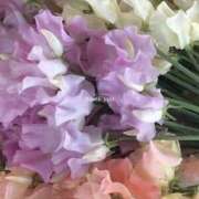 井関 綾乃 ありがとうございました 人妻セレブ宮殿