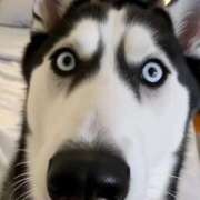 ヒメ日記 2025/04/26 23:01 投稿 まお ギン妻パラダイス 十三店